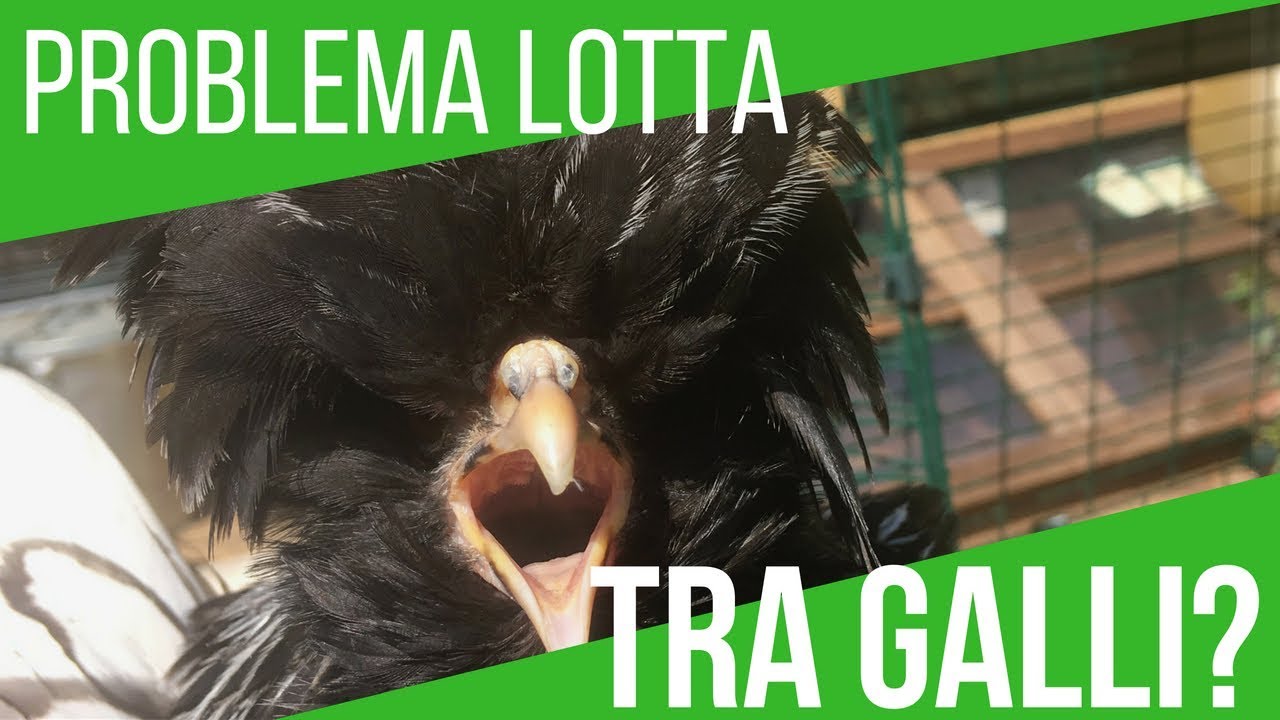 PROBLEMA: UNIRE DUE GRUPPI DI GALLINE | PERICOLO LOTTA GALLI🐓🐓🐓