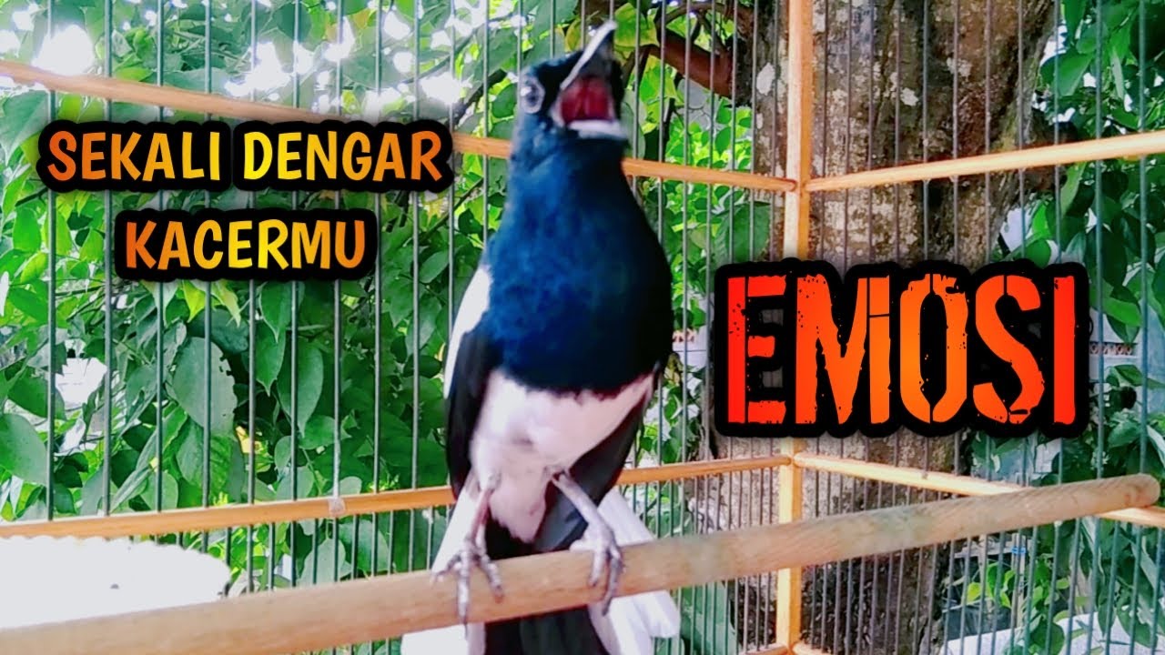 SEKALI DENGAR KACERMU EMOSI IKUT GACOR ON  !! PANCINGAN KACER GACOR PASTI NYAUT AMPUH.