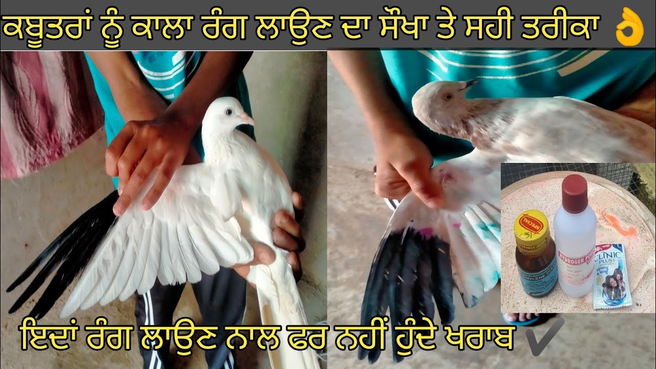 Kabootar Nu Black Colour Karn Da Best Trika👌|| #shonkigabru #kabutar #kabootar