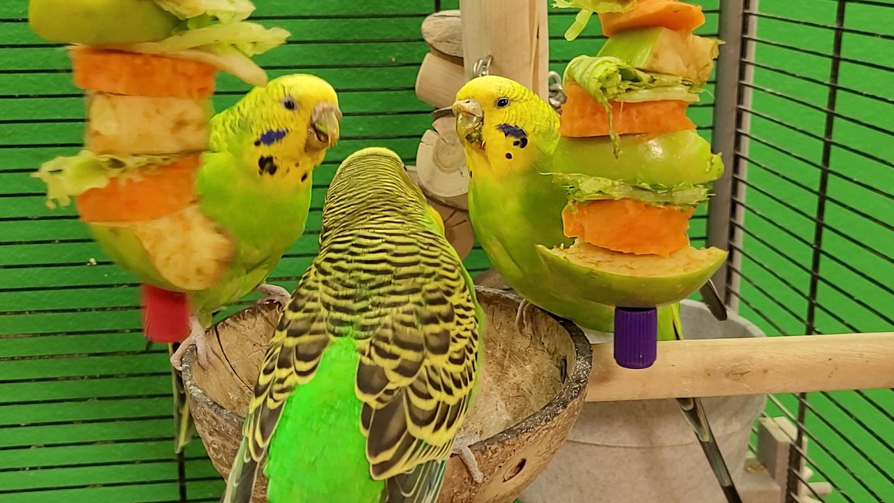 budgie sounds for lonely birds