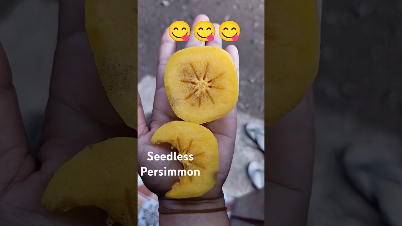sweet persimmons from Sagada, Mountain Province🇵🇭#buylocal#fruit