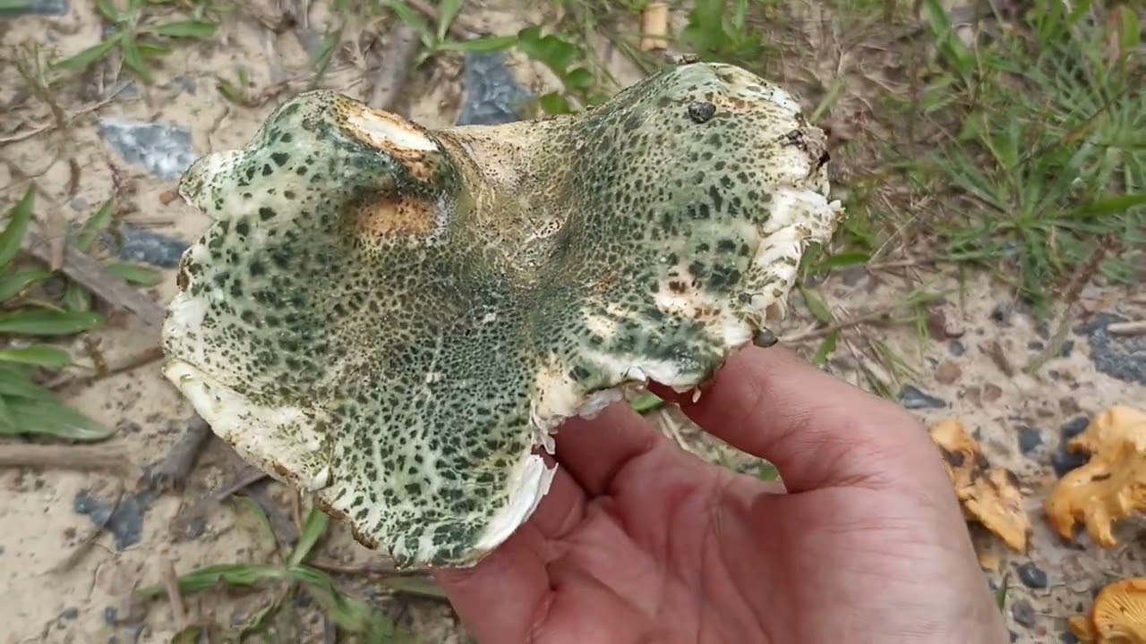 Russula virescens,(en euskera GIBELURDIN, URDINA),explicacion rapida
