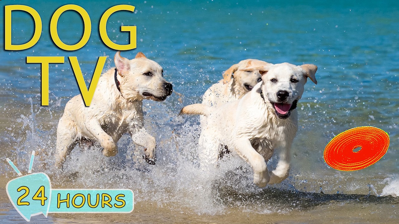 DOG TV: Best Video Anti-Anxiety for Dogs to Watch All Day No Boring a Home Alone - Music for Dogs
