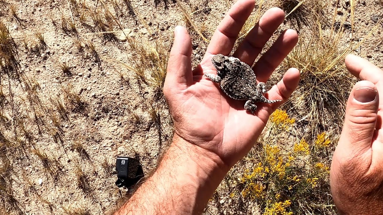 Great Wyoming Horny Toad Hunt of 2022