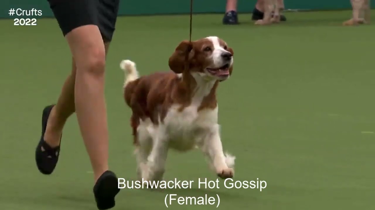 Best of Breed, Gundog Group|SPANIEL (WELSH SPRINGER)|(2017-2022)