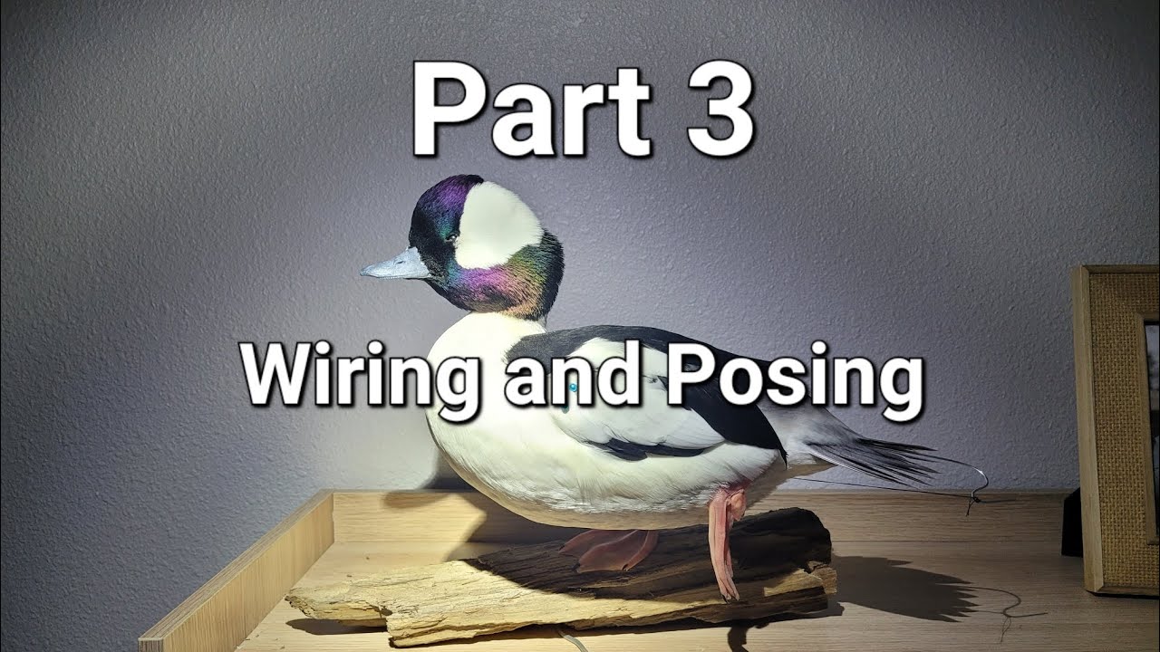 Mounting a Bufflehead Part 3 | Duck Taxidermy Series