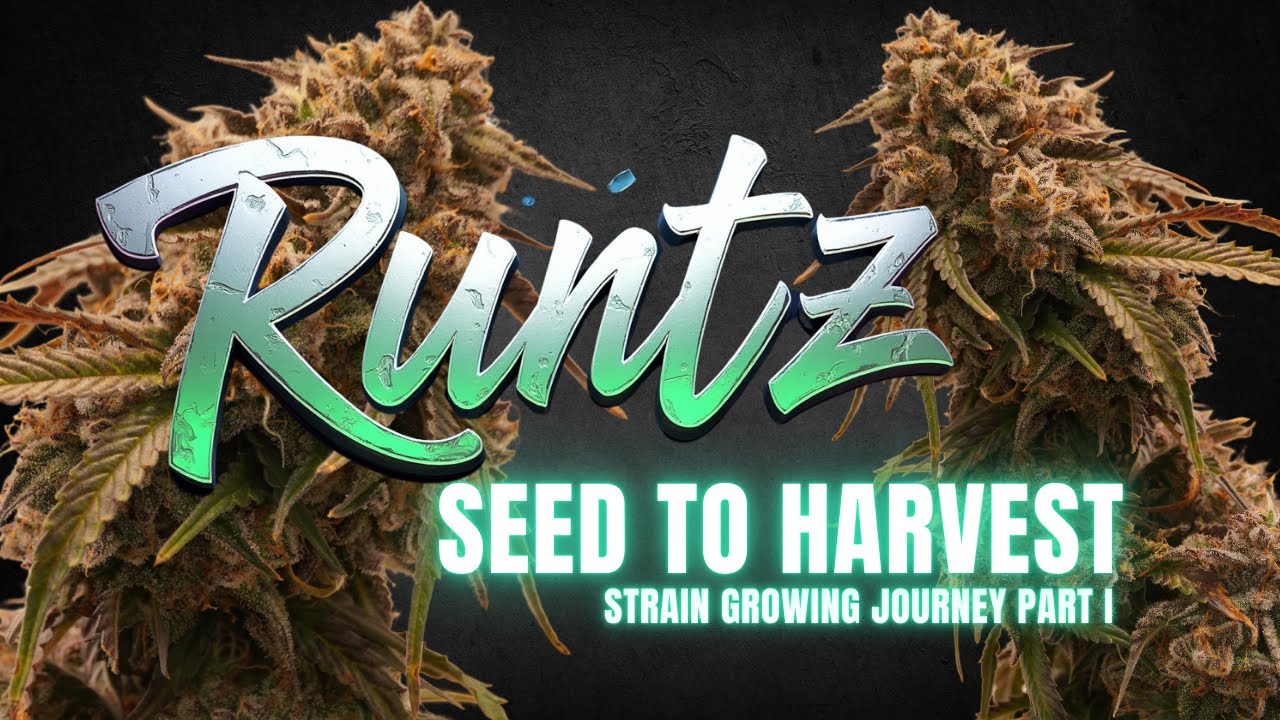 Runtz - Strain growing journey Part  I - Cannabis Cultivation