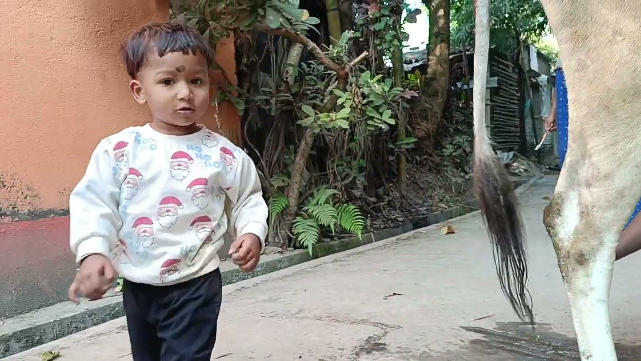 আজ গরুর দুধ দোয়ার সময় যা হলো