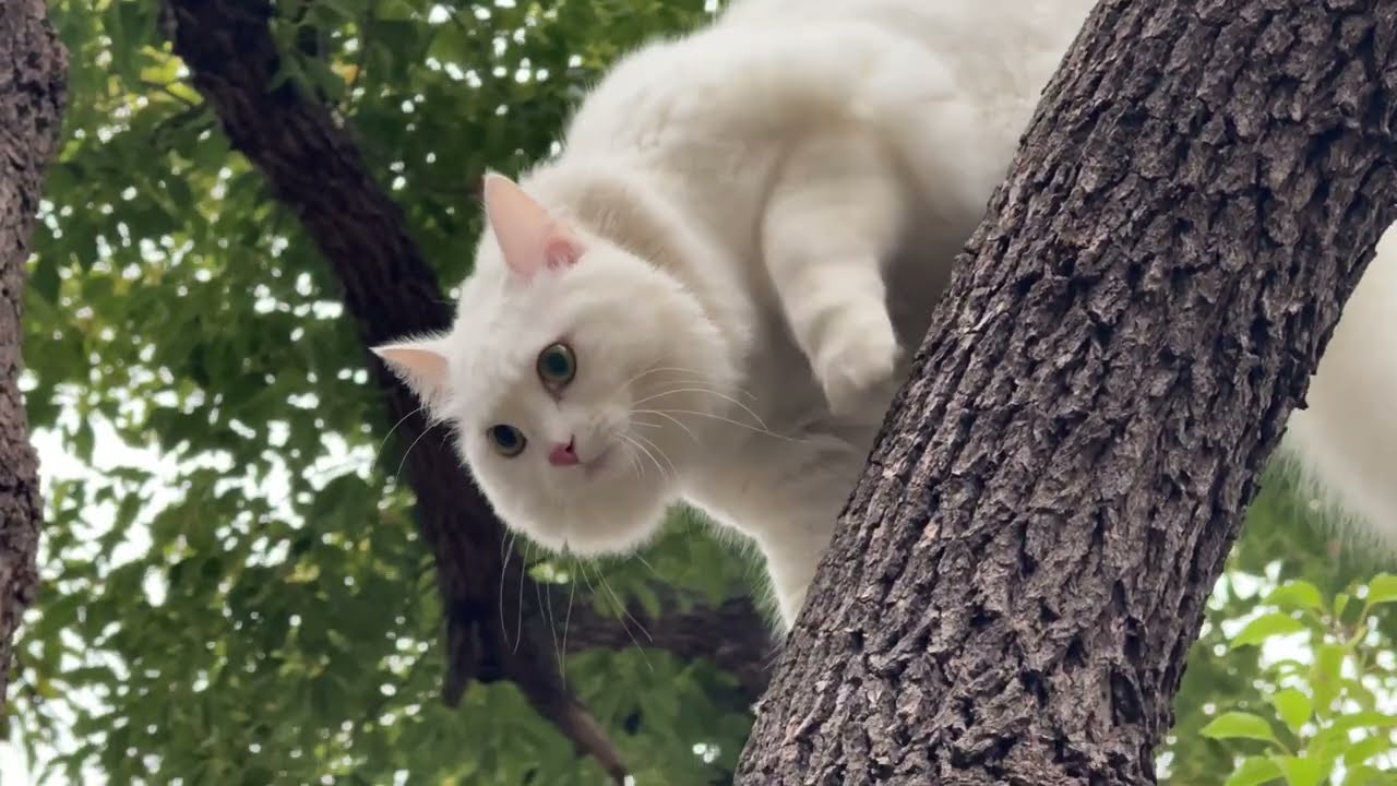 My Cats Ignore Me For Birbs and Bros