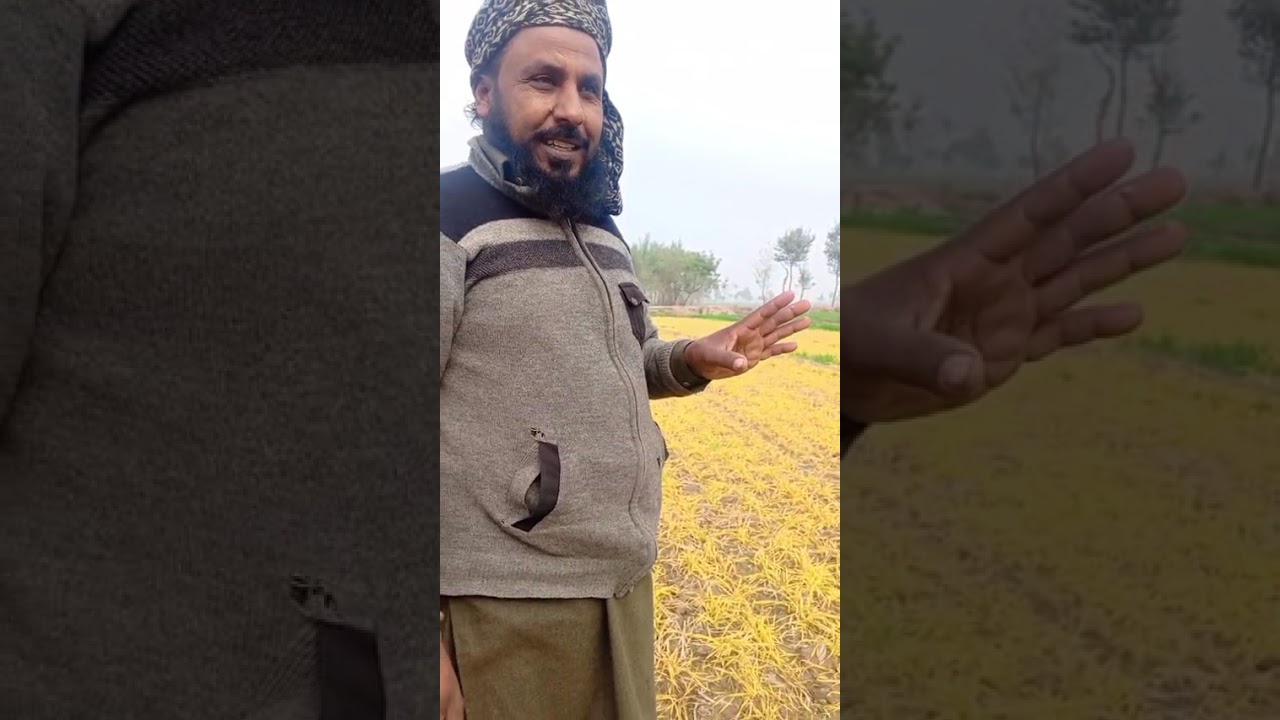 گندم پر سپرے کا سٹریس سپرے والے کی غلطی یا زمیندار کی غلطی اب اس کا کیا خیال ہے