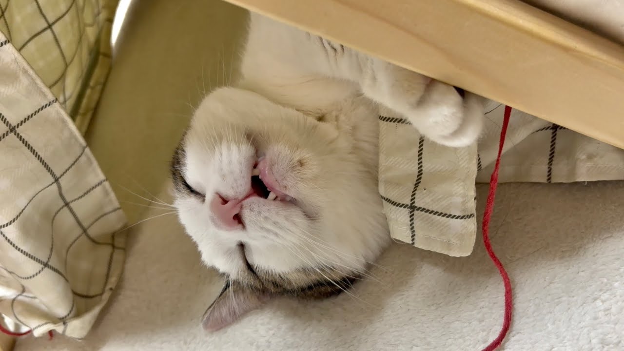 夢の中でも何か食ってる幸せな猫