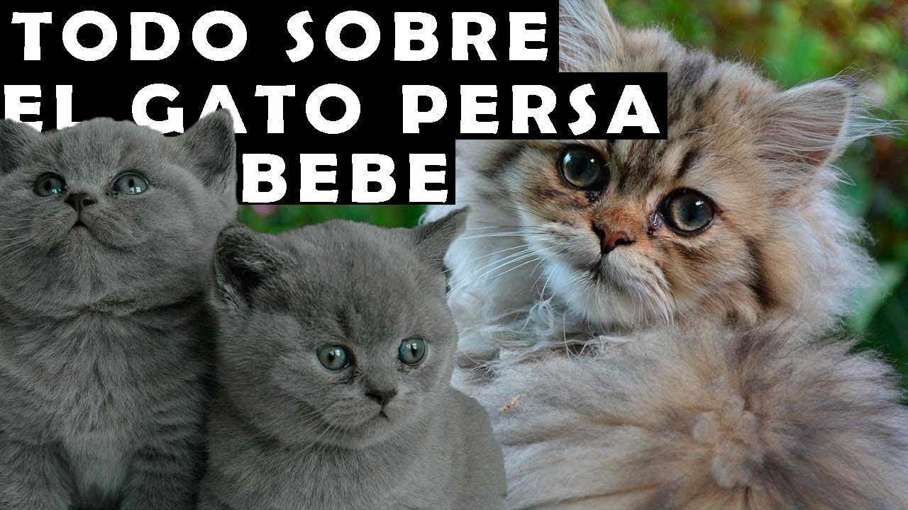 Gato persa bebe un delicado felino