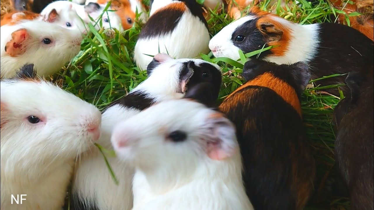 Guinea pigs eating ASMR, satisfying Guinea pig eating asmr, animal sounds asmr, videos asmr 