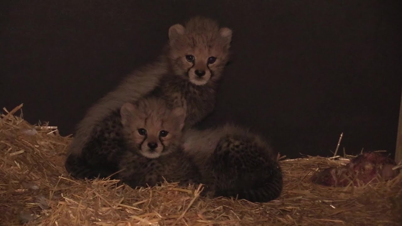 MAŁE GEPARDY W ŚLĄSKIM ZOO 26.11.2019
