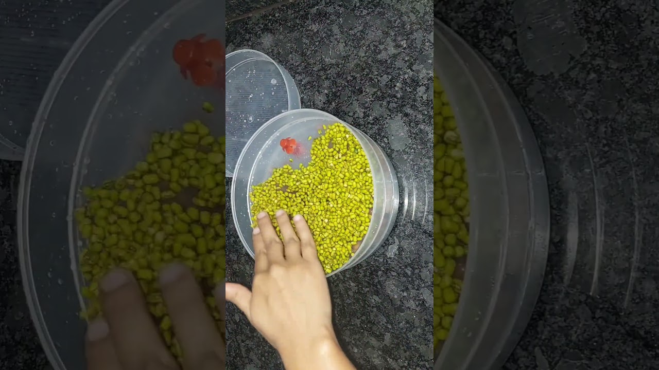 how to use hygienic sprouts maker #youtube #kitchengadgets #sprouts #kitchentools #youtubeshorts #yt