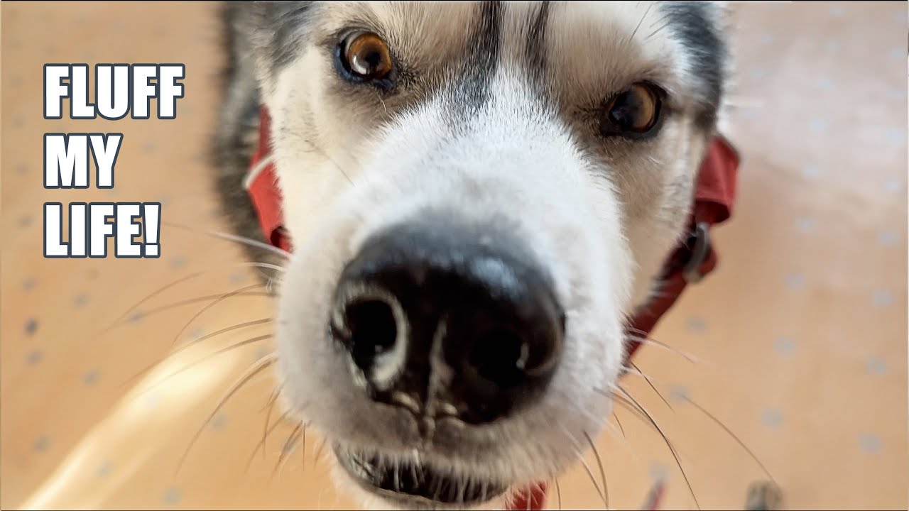 Arguing With My Husky About His Harness AGAIN!