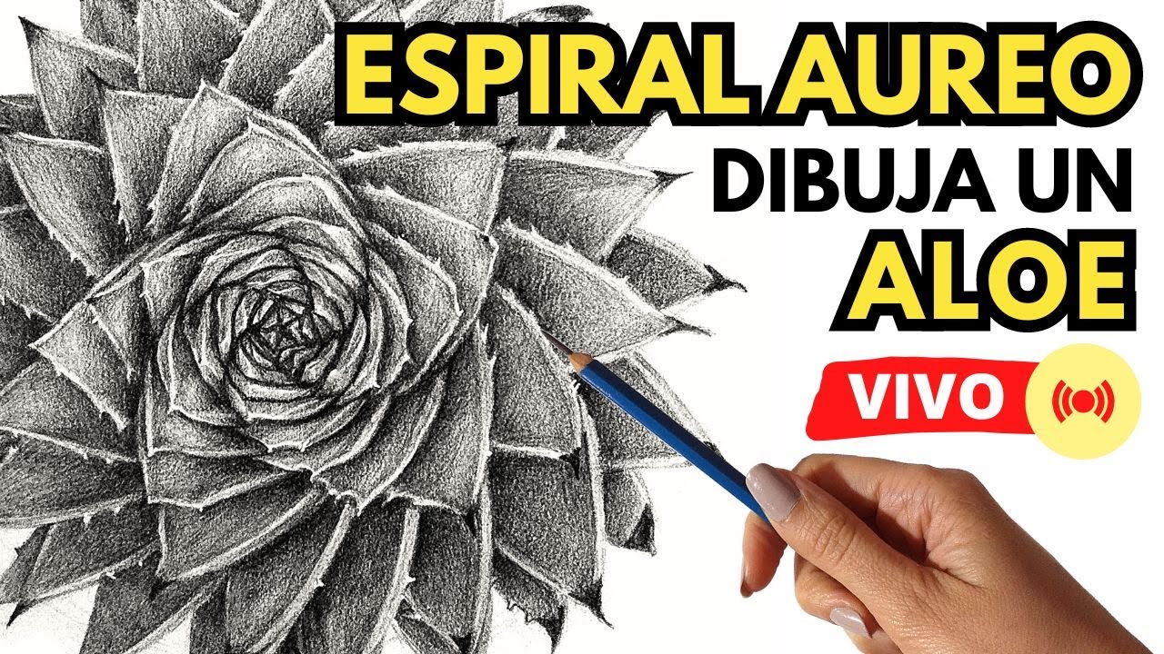 DIBUJAMOS un ALOE con PROPORCIÓN ÁUREA │ How to DRAW an ALOE with GOLDEN PROPORTION