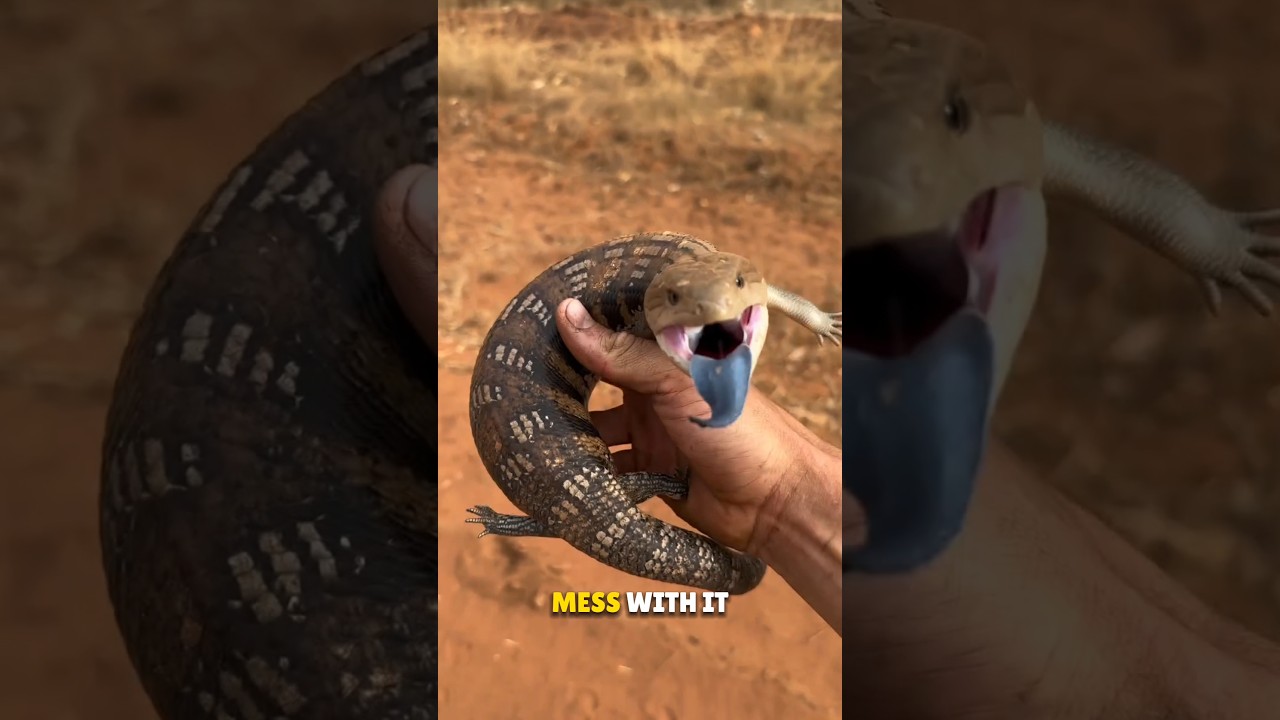 Blauwtongskink 😳