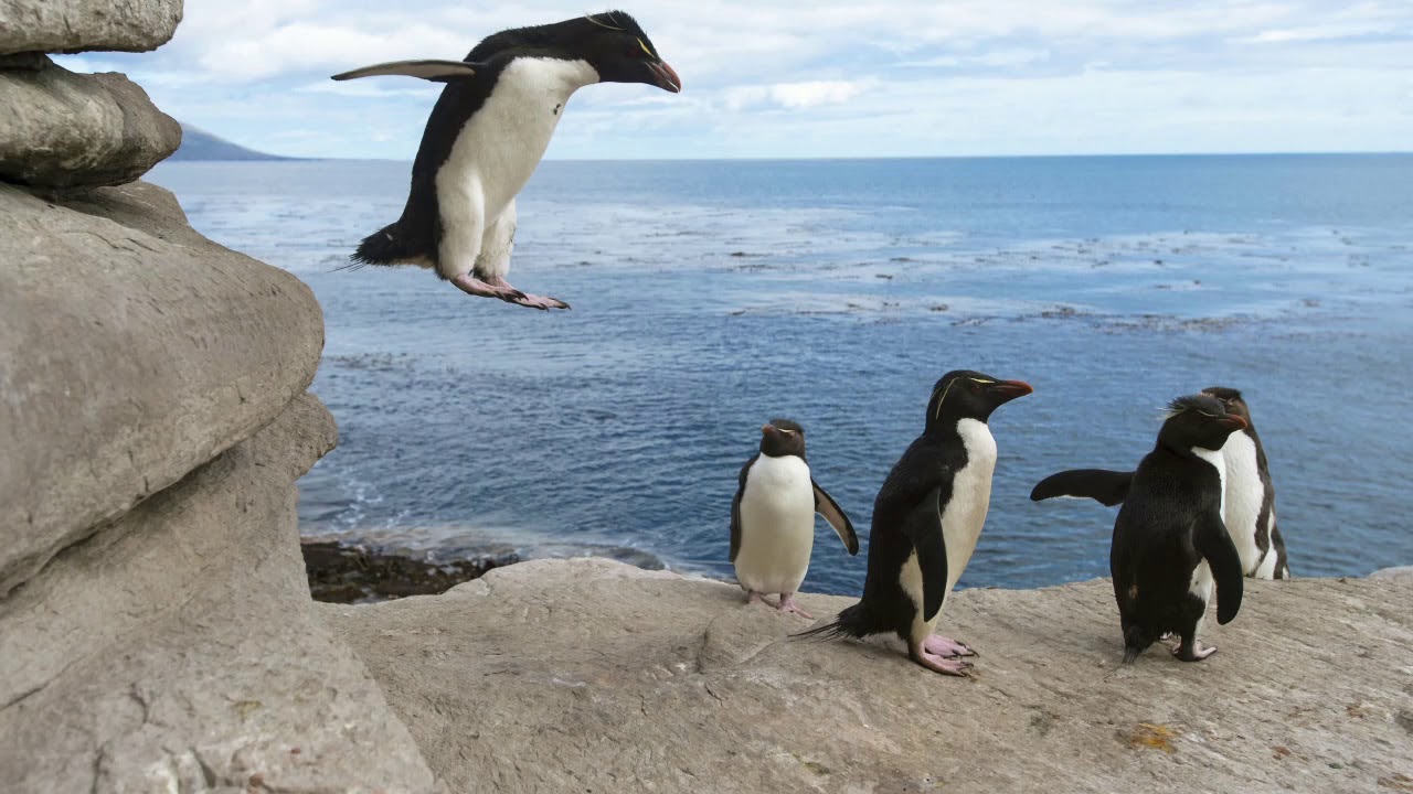 Nigel Ogden: Penguin's Playtime - Hans Uwe Hielscher an der Orgel der Marktkirche Wiesbaden