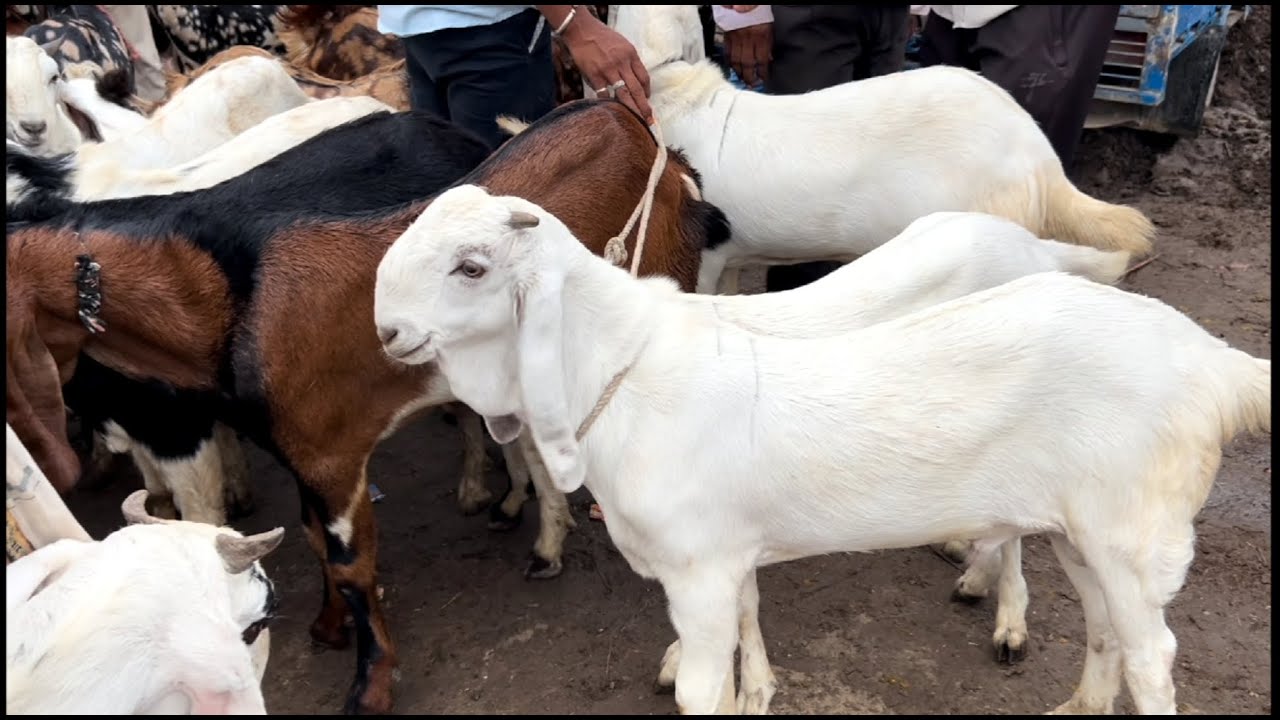 Rajasthan Goat market Tonk bakra mandi live updet cover with price 18th June 2025