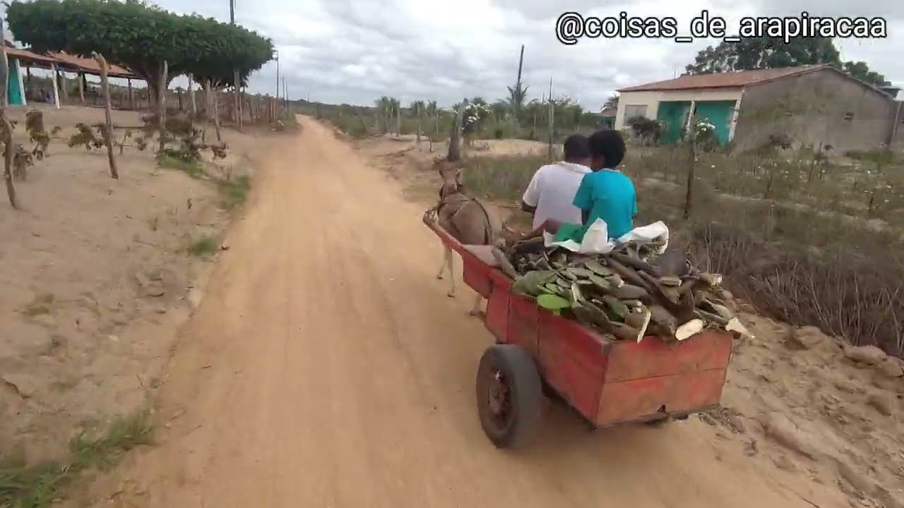 Passando Pelo Sítio ipojúco e Lagoa do Algodão parte final Craíbas Alagoas