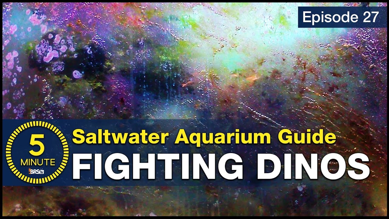 Get rid of Dinos once and for all. How to beat dinoflagellates in a saltwater aquarium?