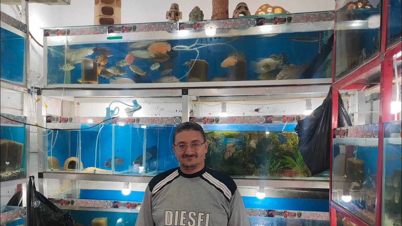 اقوى رساله اسماك من سوق الجمعه بالسيدة عائشة مع احمد دكان شيلد الجزء الاول 📢🐟🐢🦈🐋🐬🦐🐠🇪🇬🔔