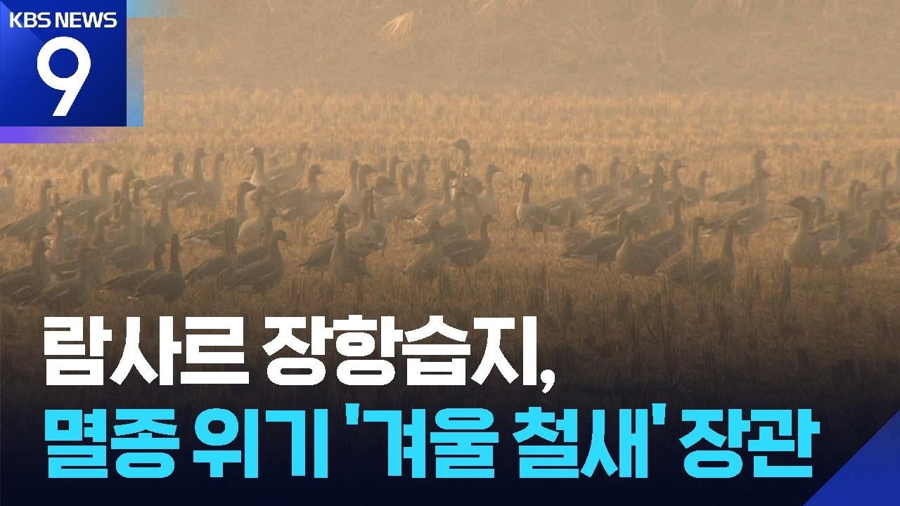 람사르 장항습지, &lsquo;겨울 진객&rsquo; 재두루미 찾아와 [9시 뉴스] / KBS  2025.12.15.