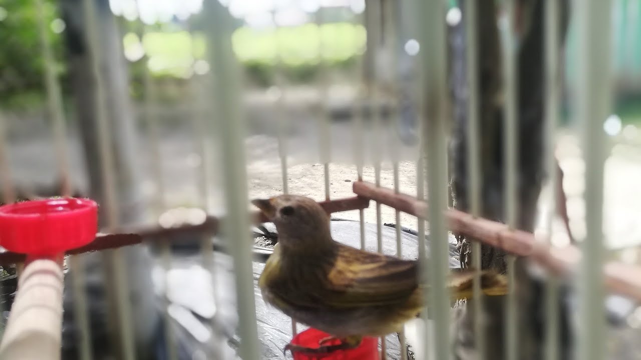 Canario bastó el indio saliendo de la muda