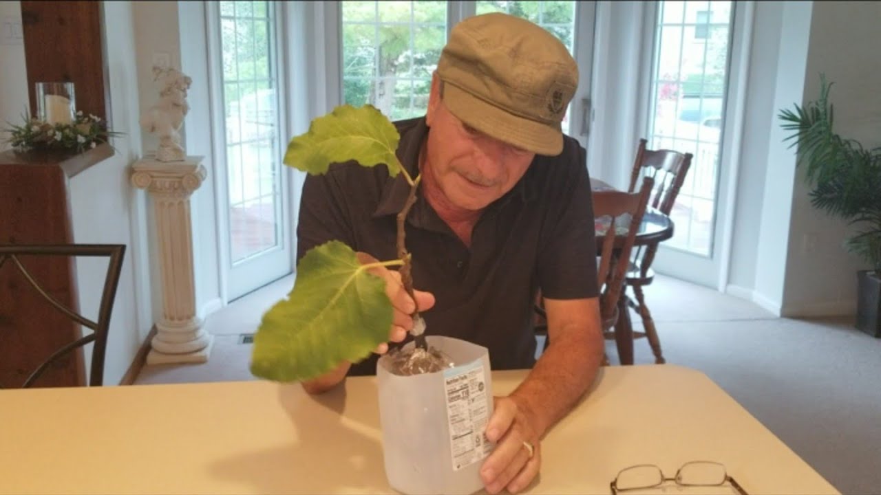 It's Triplets! Proud New Fig Dad! My Black Madeira Babies! 8/18/21