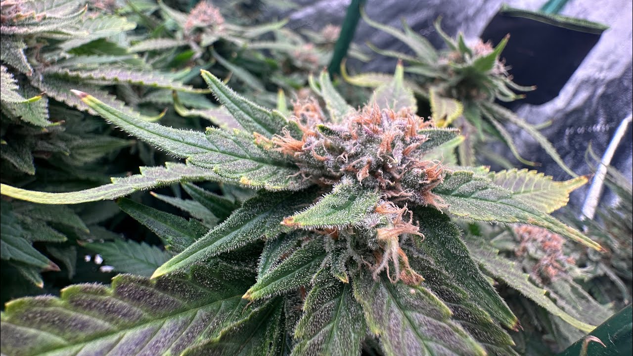 HARVEST DAY #whitewidow #cheese