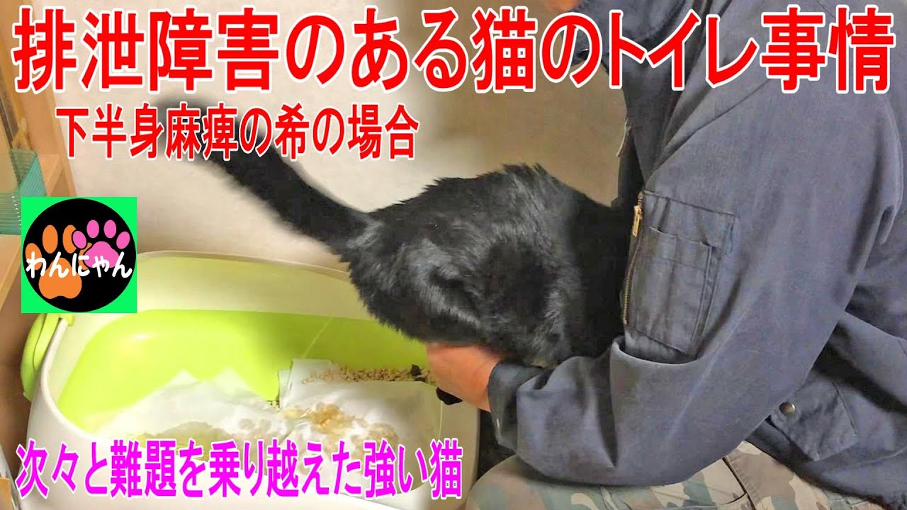 排泄障害のある猫のトイレ事情 下半身麻痺の希の場合