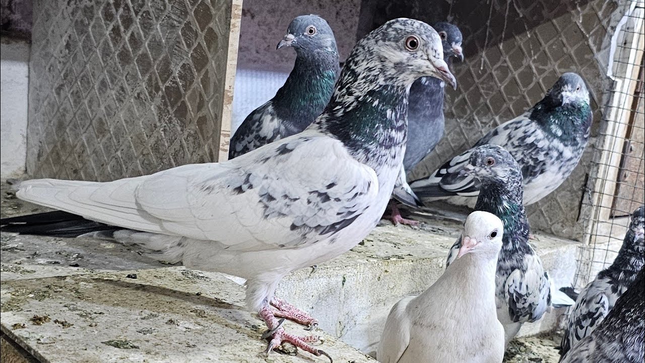 ❤️🕊🕊KGN pigeon loft Gautam  is live🕊🕊❤️
