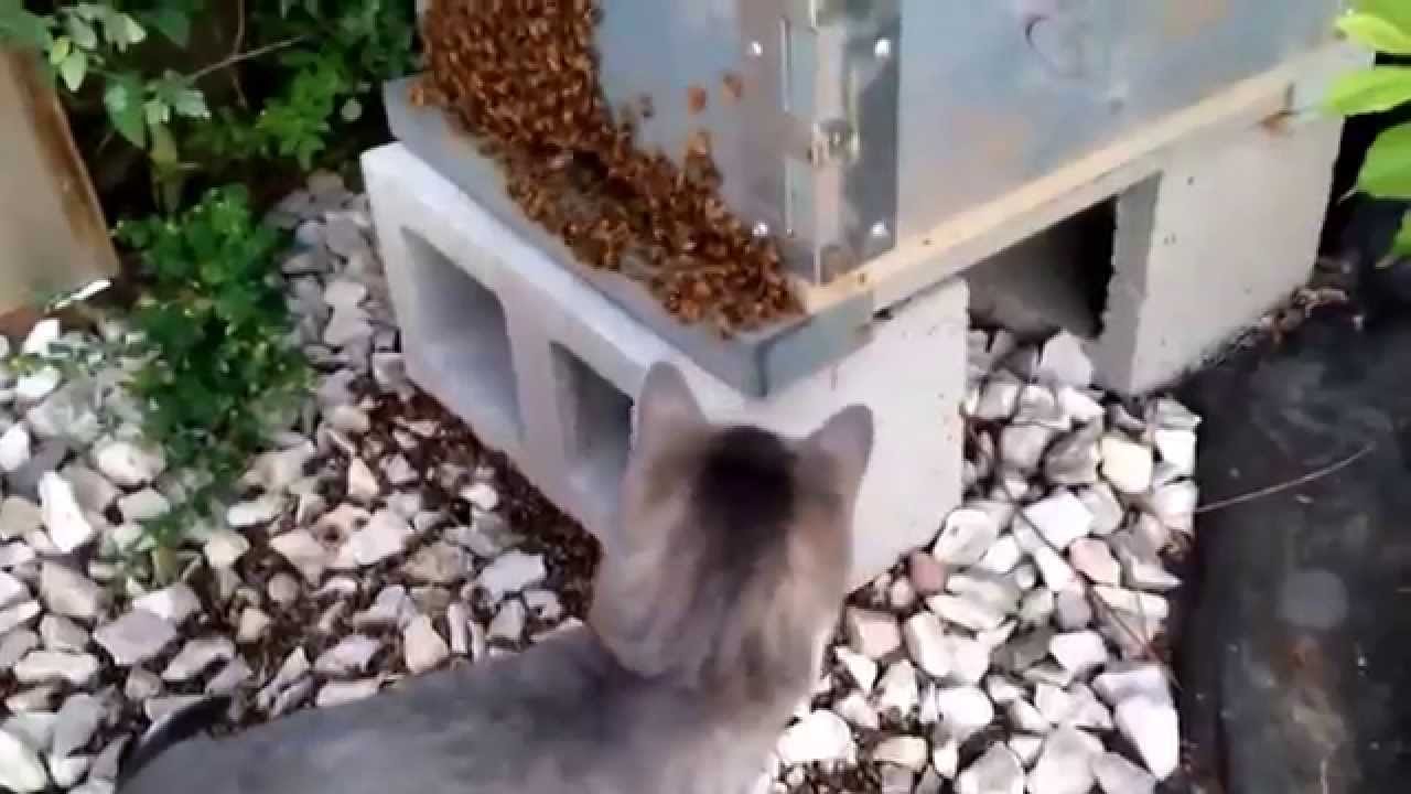 Cat vs Bees