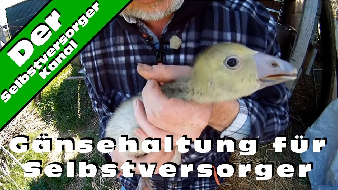 G&auml;nsehaltung f&uuml;r Anf&auml;nger