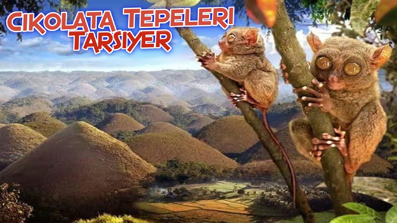 Küçük Devlerin ve Eşsiz Tepelerin Ülkesi Filipinler'in BOHOL ADASI