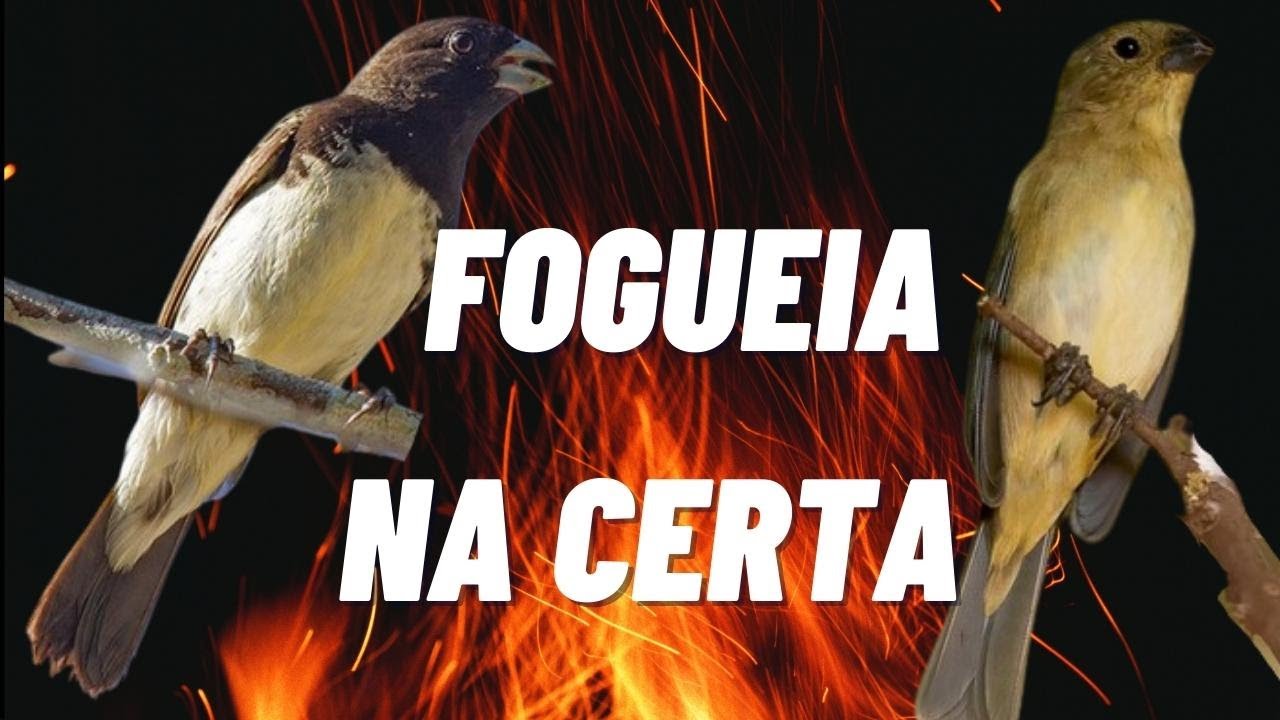Esquente seu Papa Capim ou Coleiro | Fêmea e Papa Capim piando chamando