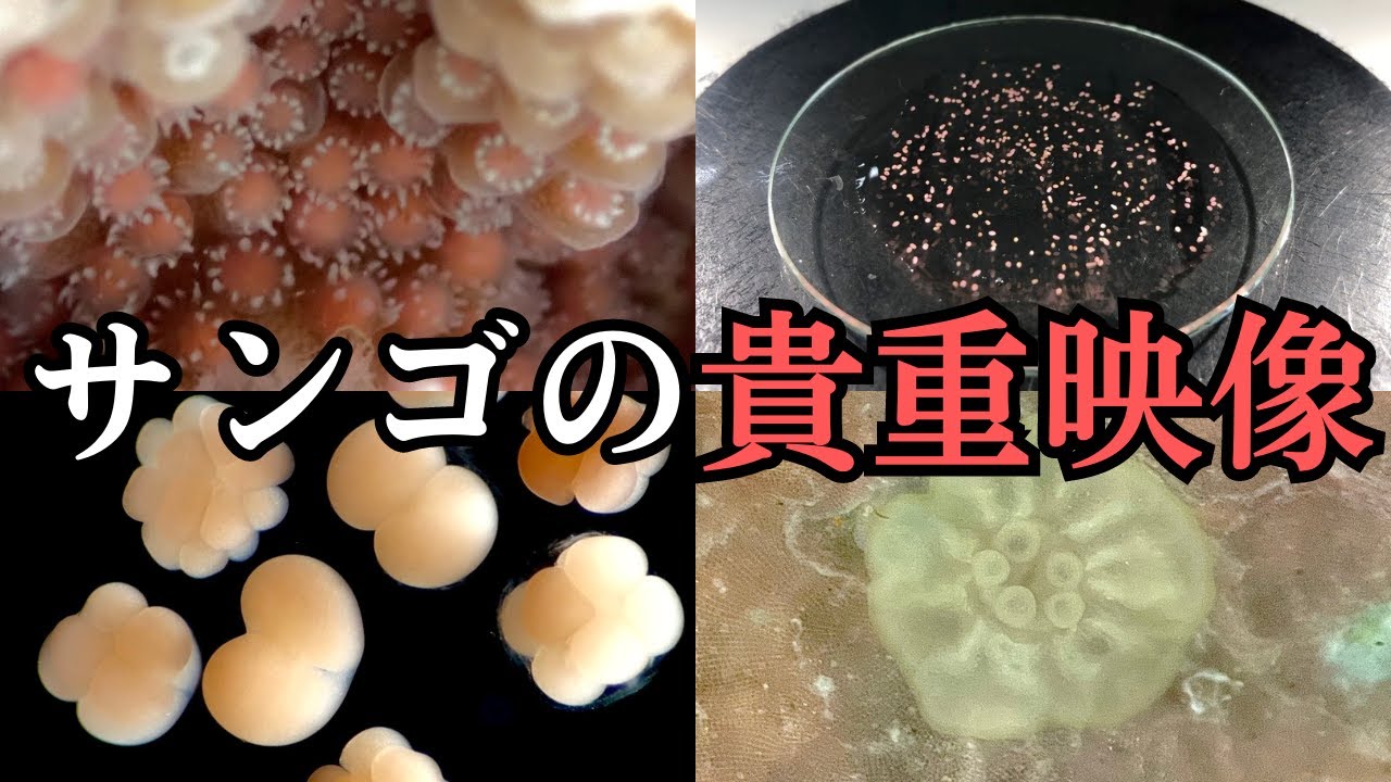 【サンゴの貴重映像】産卵してからサンゴになるまで