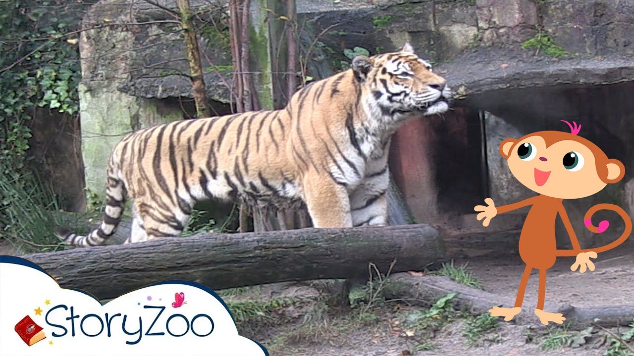 StoryZoo op avontuur in de Dierentuin 🦁 | Tijger 🐅 | Educatieve video's voor kinderen