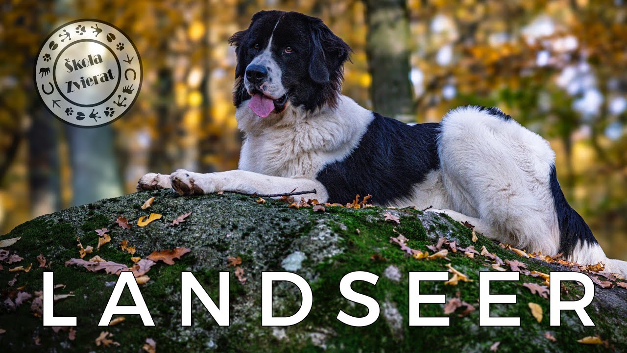 Škola Zvierat - Landseer