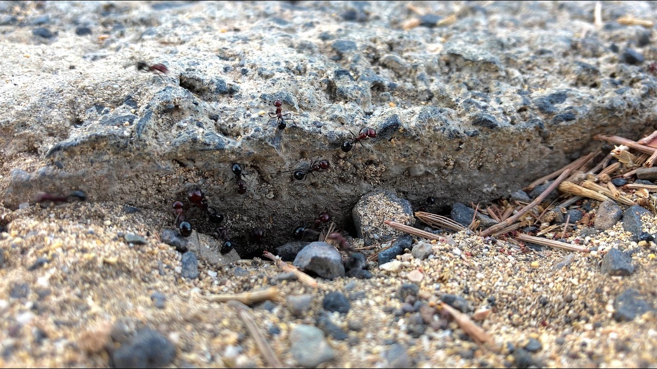 Ant Trail by the Road: Busy Ground-Level Macro Moment