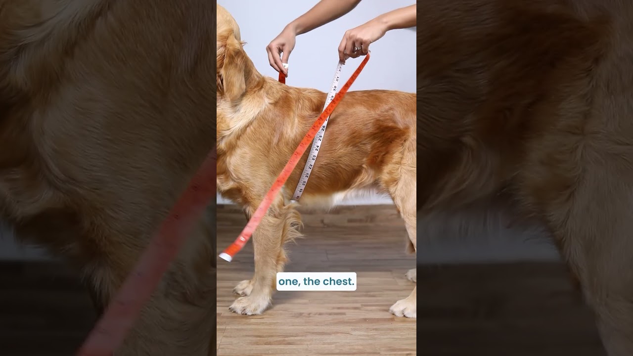 Dog Shirt Size guide | Check Out our latest dog shirts on our website