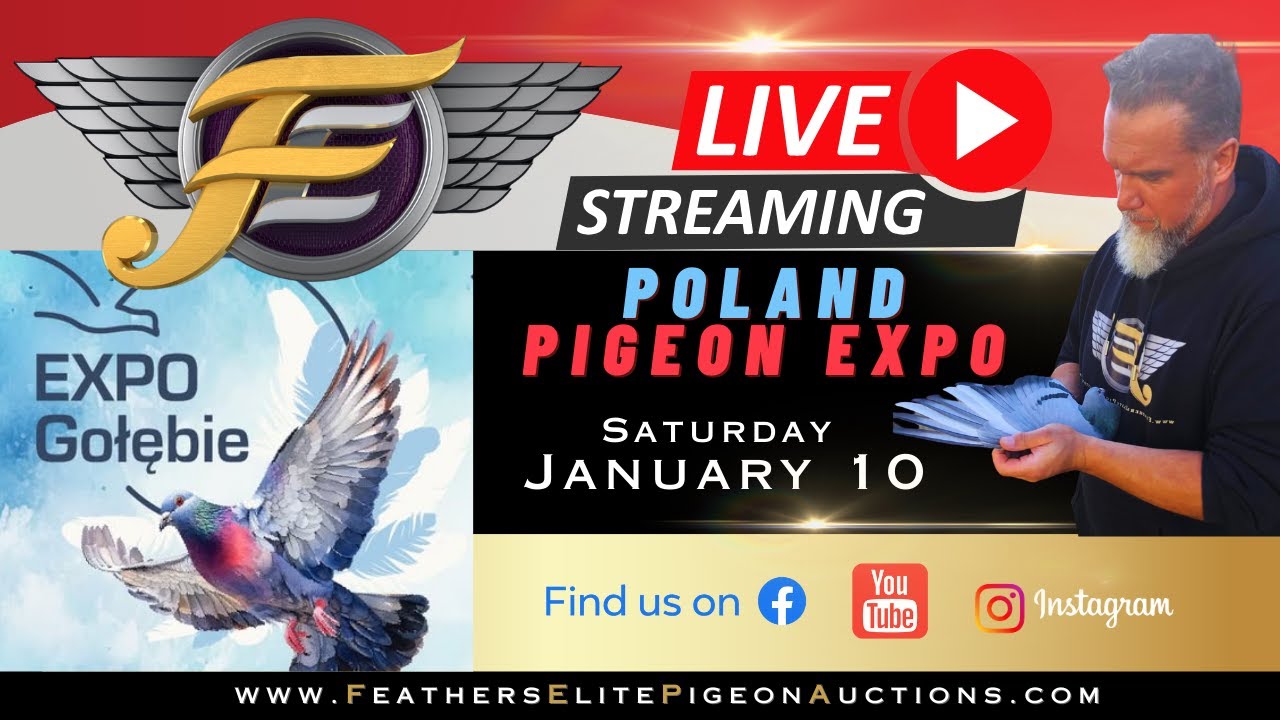 FEPA LIVE-POLAND PIGEON EXPO 2025