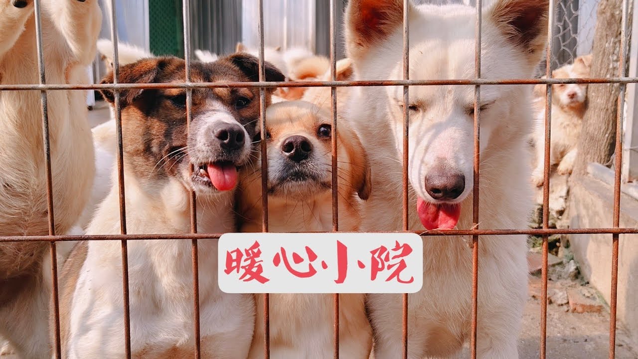 这是我为狗狗建设的暖心小院。