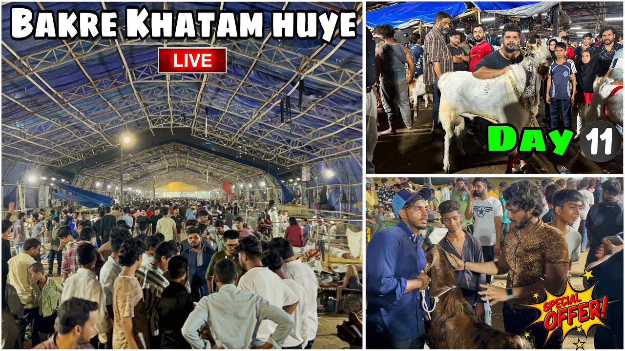 Deonar bakra mandi second last day late night update