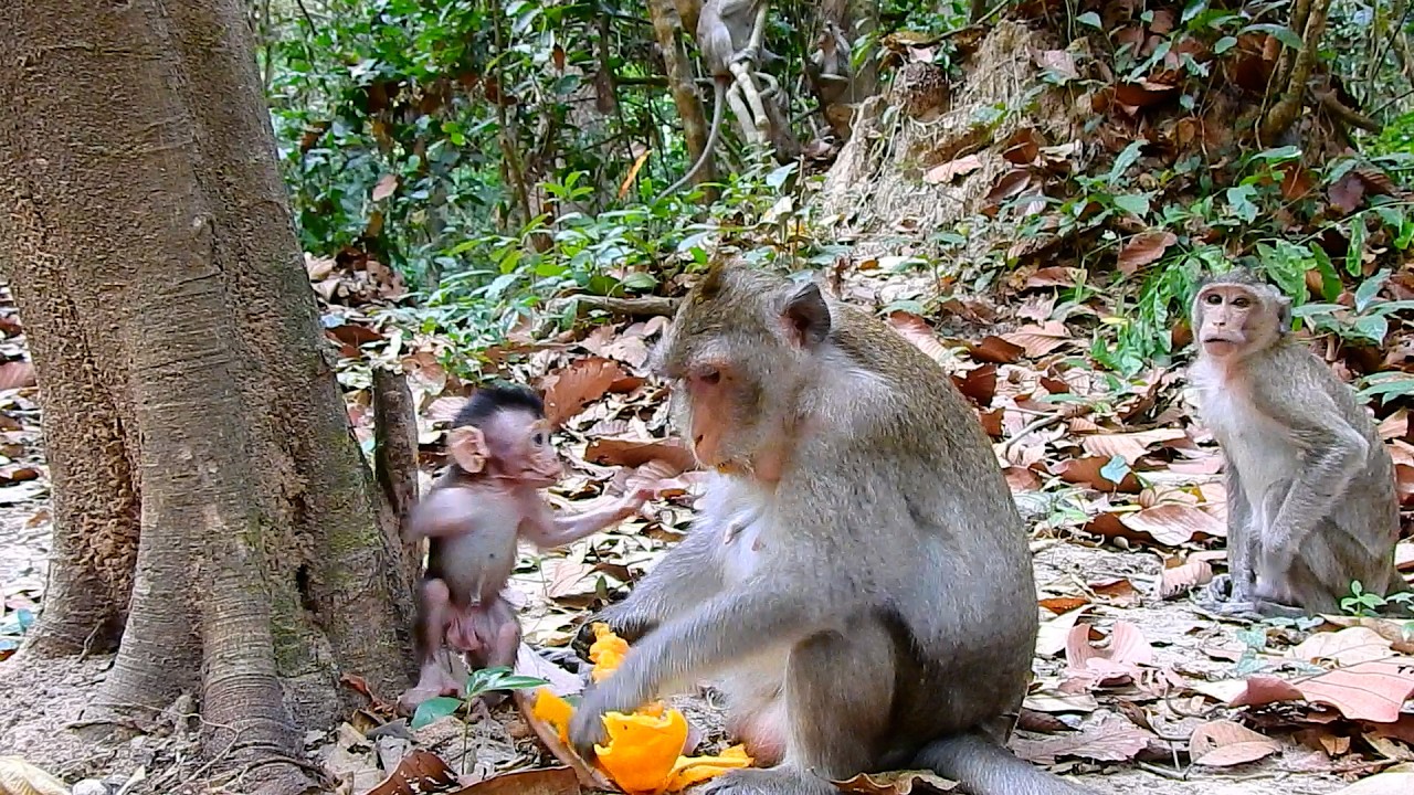 The Most Cute Tiny Baby AMINA Asking Mom Anna A Piece Of Mango While Eating Deliciously
