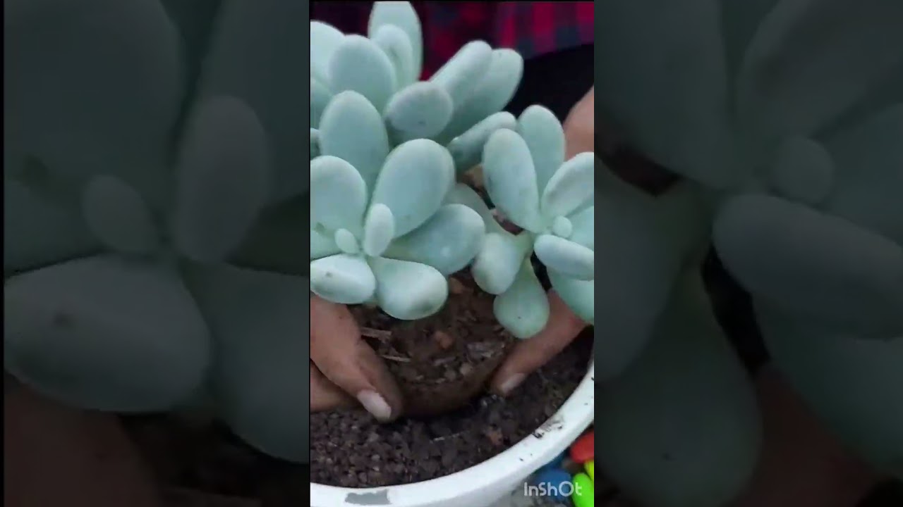 Pachyphytum Succulent Repotting 