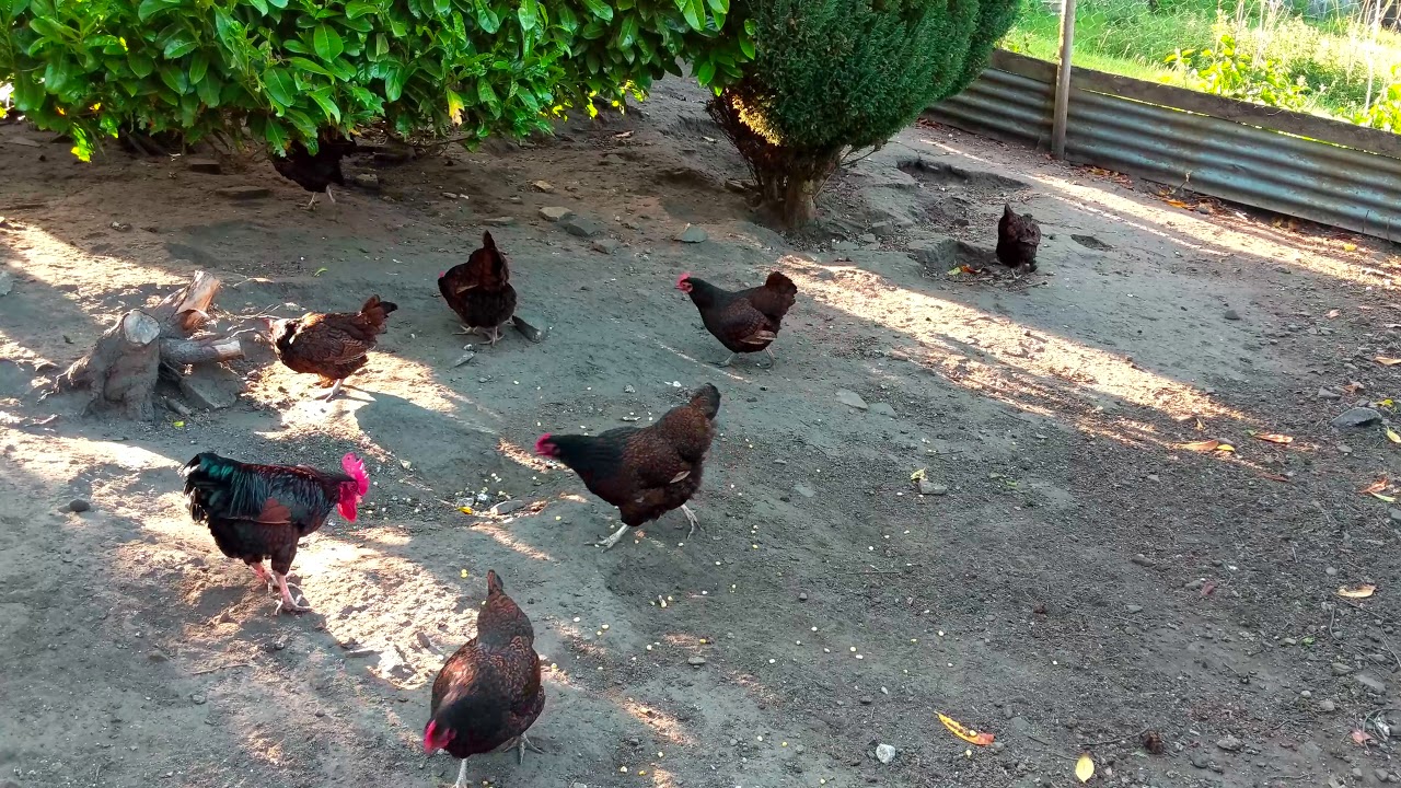 can chickens have corn and sweetcorn