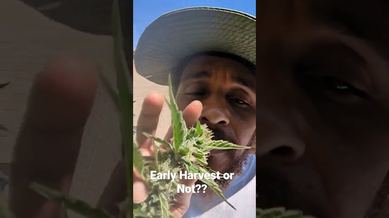 The struggles of outdoor Cannabis Growing