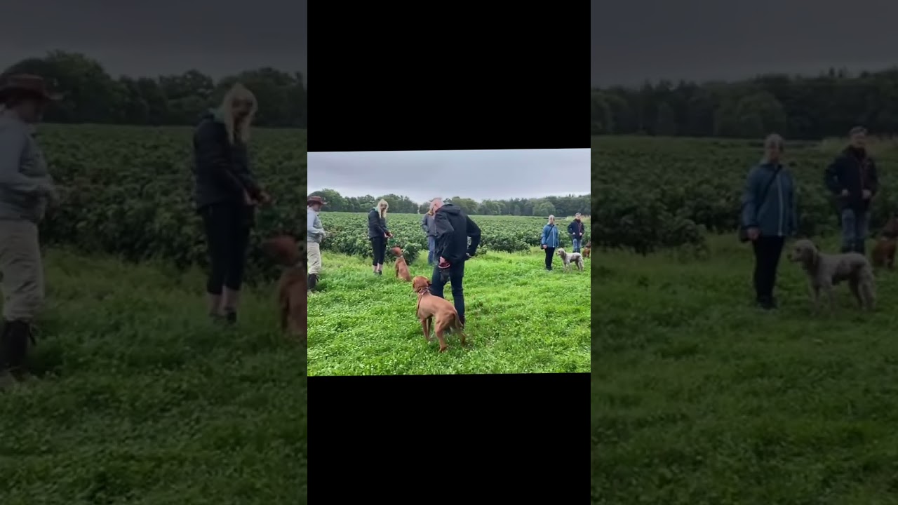 Dog reactivity training from our Residential Retreat Aug 2023